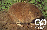 گونه ول خراسانی Middle East Vole